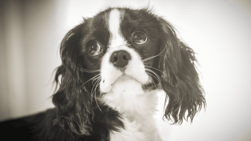 Black and white cocker spaniel puppy sadly looking up feeling lonely